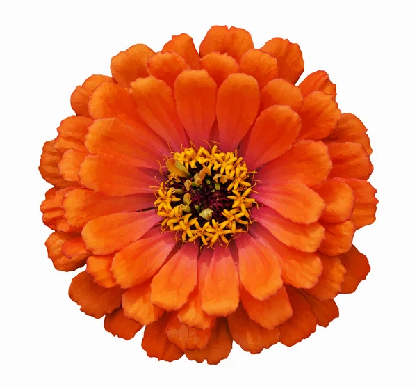 Циння с цветком апельсина — стоковый вектор