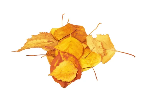 Haufen goldener Herbstblätter — Stockvektor