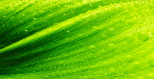 Grünes Blatt mit Wassertropfen — Stockvektor