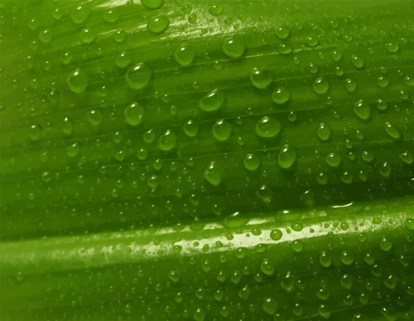 Grünes Blatt mit Wassertropfen — Stockvektor