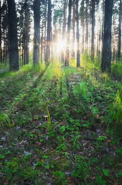 Beau coucher de soleil dans les bois — Image vectorielle