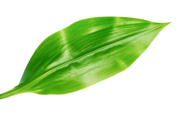 Hoja verde brillante vibrante — Vector de stock