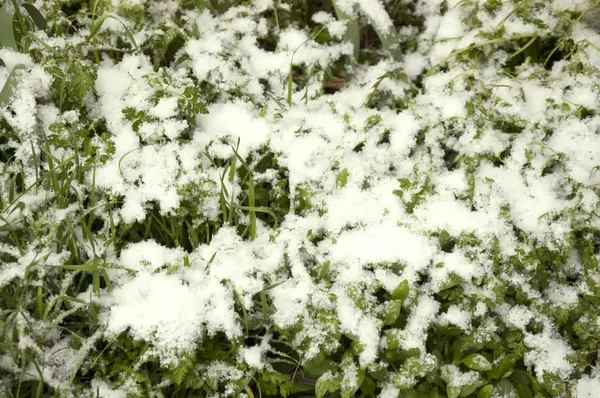 Hierba verde cubierta de nieve — Foto de Stock