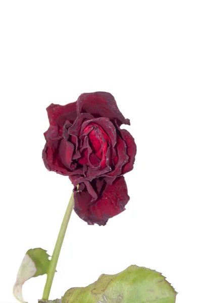 Une rose rouge fanée — Photo