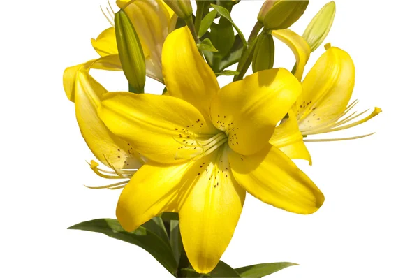 Bouquet from yellow lilies — Stock Photo, Image