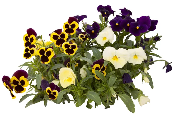Bouquet from pansies — Stock Photo, Image