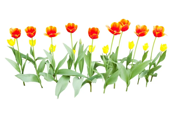 Yellow and orange tulips — Stock Photo, Image