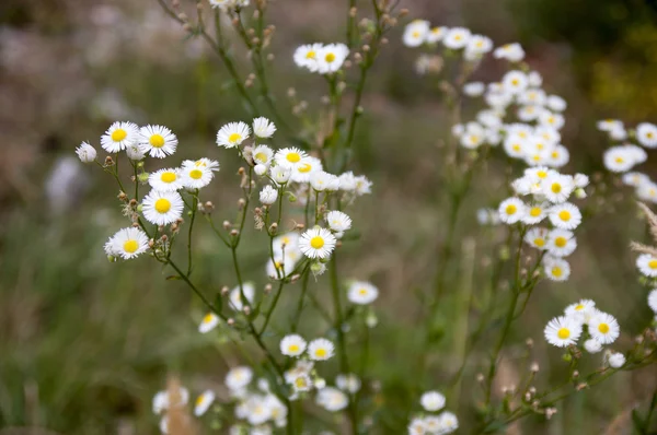 Wild small white flowers — Stock Photo, Image