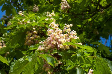 çiçek açması pembe kestane