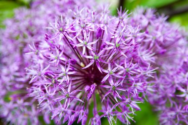 mor parlak çiçekler