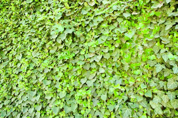 Zeď zarostlých břečťanem zelený — Stock fotografie