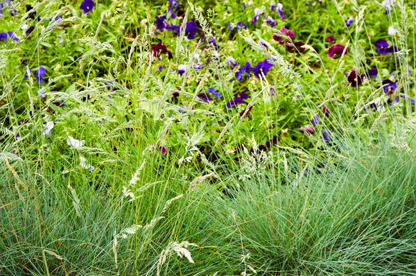 Achtergrond van een groene gras met bloemen — Stockfoto