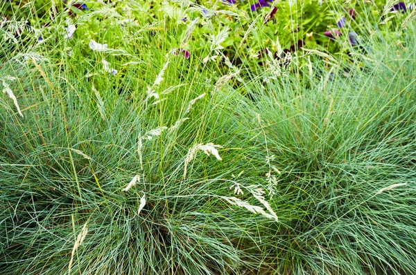 Background from a green grass with flowers — Stock Photo, Image