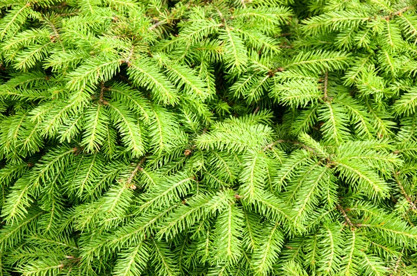 Green background from fir-tree branches — Stock Photo, Image