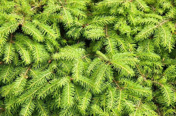 Grüner Hintergrund aus Tannenzweigen — Stockfoto