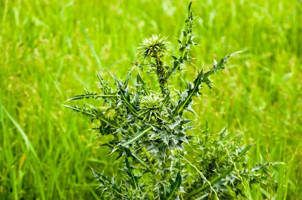 Juicy green thistle — Stock Photo, Image