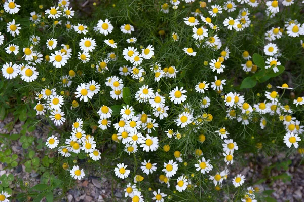 Wild witte bloempjes — Stockfoto