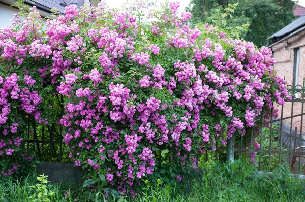 Metalen hek in bloemen — Stockfoto