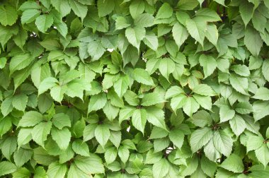 Sulu yeşil yeşillik