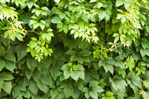 Juicy green foliage — Stock Photo, Image
