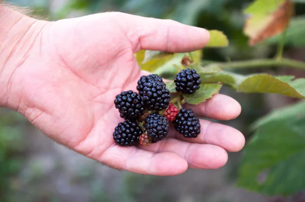 Dojrzałe blackberry na dłoni — Zdjęcie stockowe