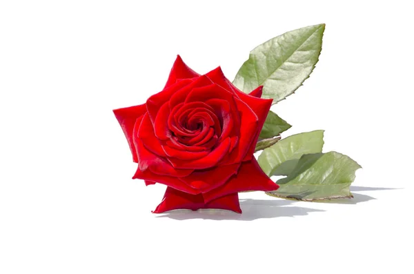 Rose Écarlate Fleurs Isolée Sur Fond Blanc — Photo