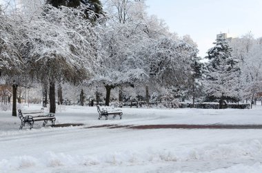 Kardaki ağaçların arasında dondurucu bir kış sabahı