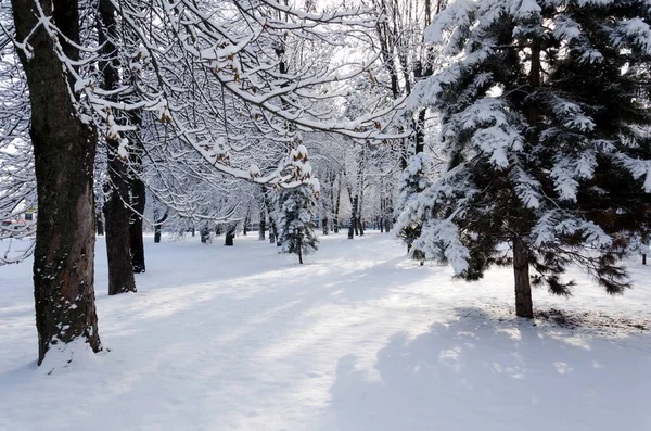 Зимовий Морозний Ранок Серед Дерев Снігу — стокове фото