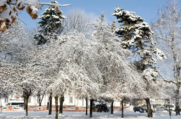 Winter Frosty Morning Trees Snow — Stock Photo, Image