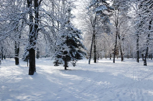 冬天结霜的早晨 在雪地里的树林里 免版税图库照片