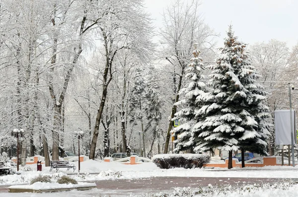 冬天结霜的早晨 在雪地里的树林里 图库照片