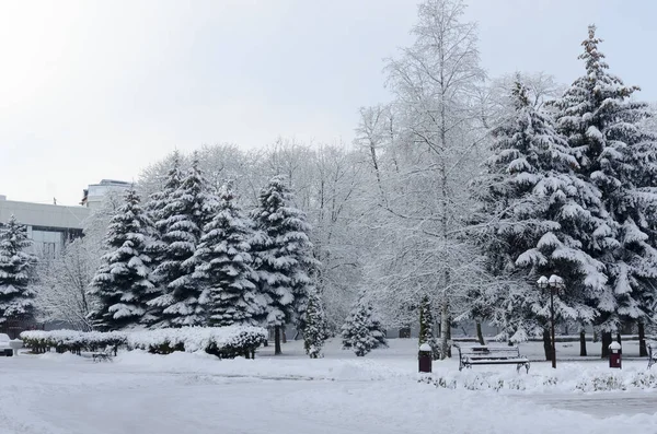 Inverno Mattina Gelida Tra Gli Alberi Nella Neve Immagine Stock