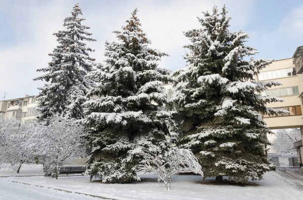 Árboles Cubiertos Nieve Nieve Invierno Ciudad — Foto de Stock