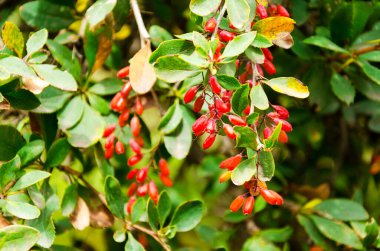 Sonbaharın başında bir dalda olgunlaşmış böğürtlen.