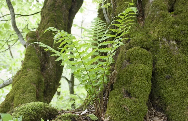 Wild fern — Stock Photo, Image