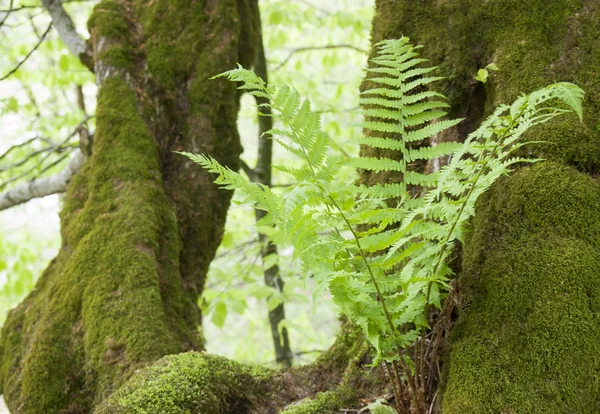 Wild fern — Stock Photo, Image