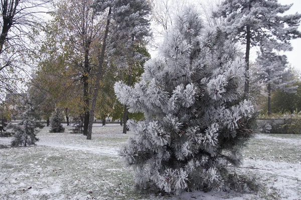 Paisaje invierno — Foto de Stock