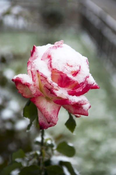 Rosa floreciente y nieve — Foto de Stock