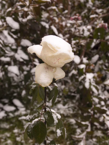 Florescendo rosa e neve — Fotografia de Stock