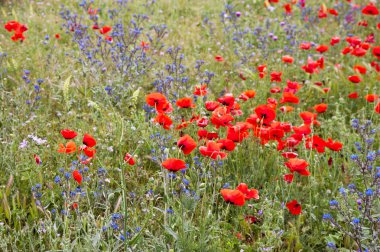 yeşil çim kırmızı haşhaş