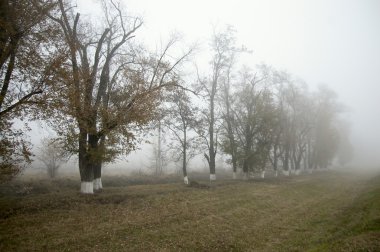 sis sonbahar ağaç sayısı