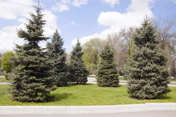 Cinq sapins verts contre le ciel bleu — Photo