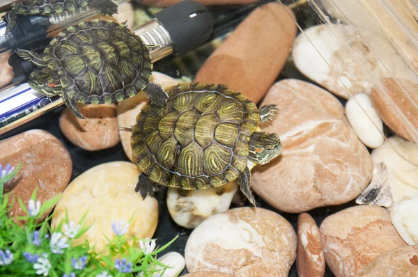 Turtle — Stock Photo, Image