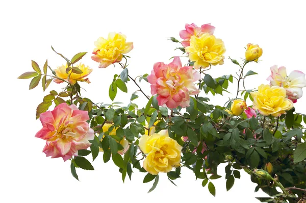 Pink and yellow rose bush — Stock Photo, Image