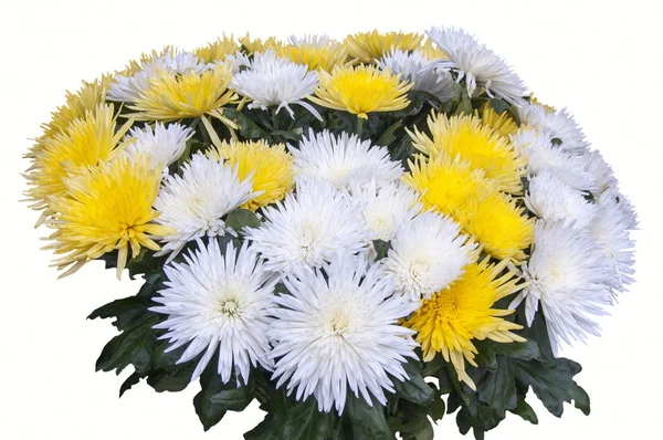 Beautiful bouquet of chrysanthemums — Stock Photo, Image