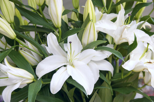 Beautiful bouquet of white lilies