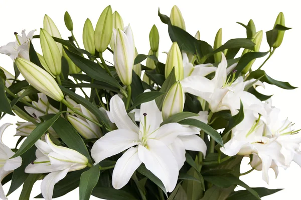Beautiful bouquet of white lilies — Stock Photo, Image