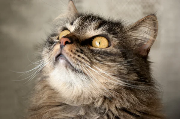 Piękny kot puszyste — Zdjęcie stockowe