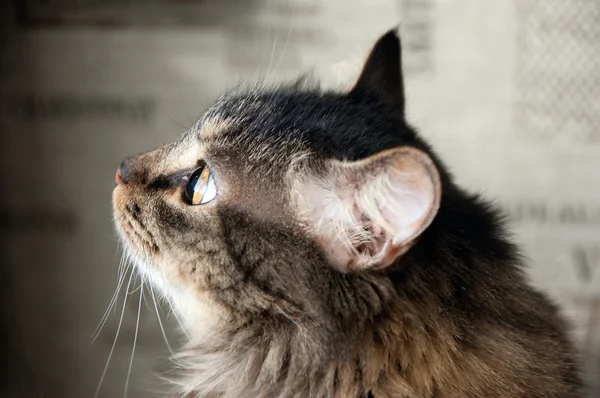 Beau chat moelleux de profil — Photo