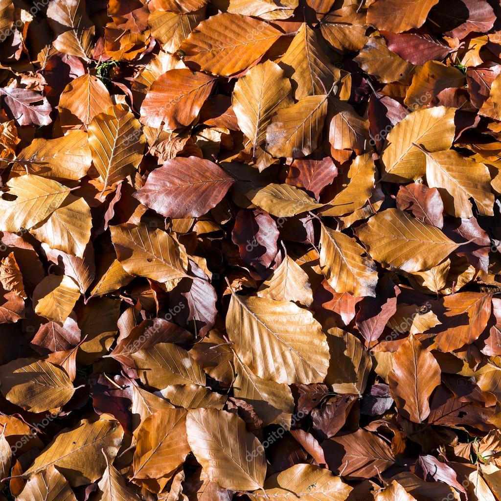 Fallen Leaves Texture Stock Photo C Mrtwister Fallen Leaves Texture Stock Photo C Mrtwister